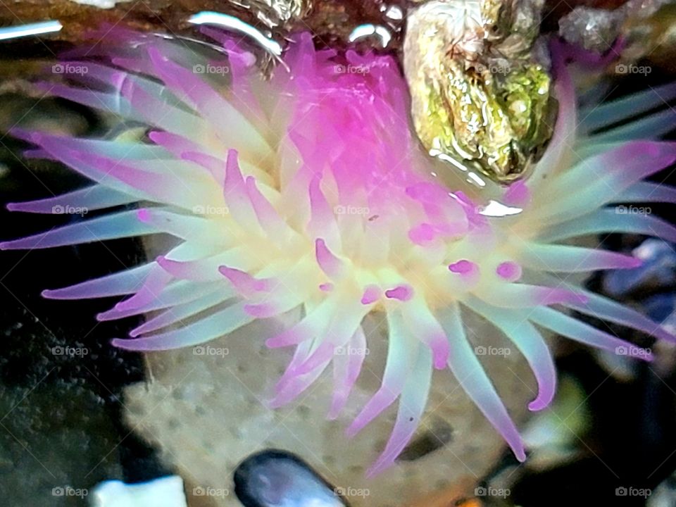 Aggregating Anemone