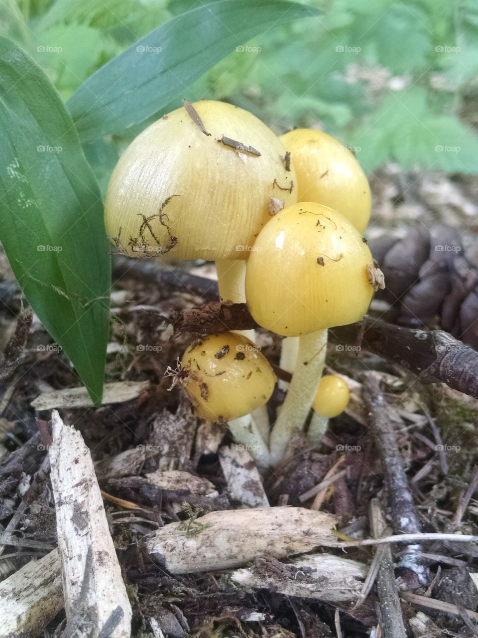 wild Oregon mushrooms