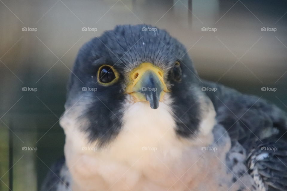 Falcon in northern Ohio, USA