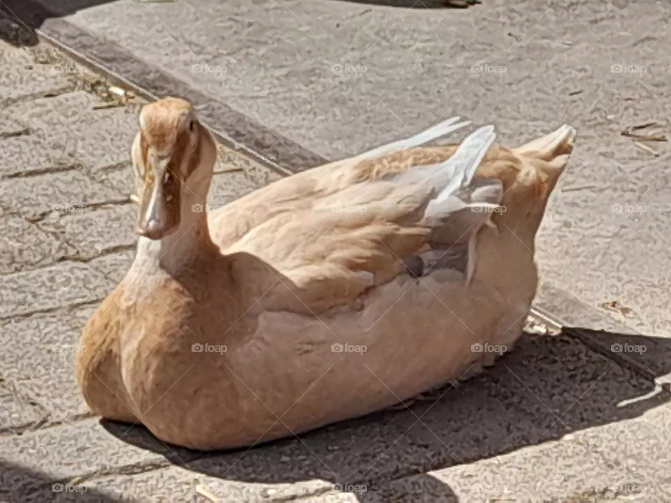 Enjoying the sun this brown Goose