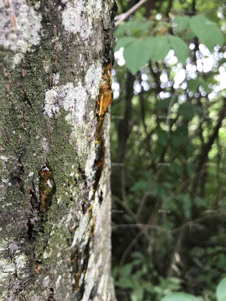 Sap running down a tree