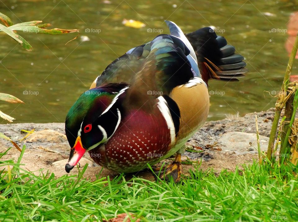 Beautiful duck mandarin