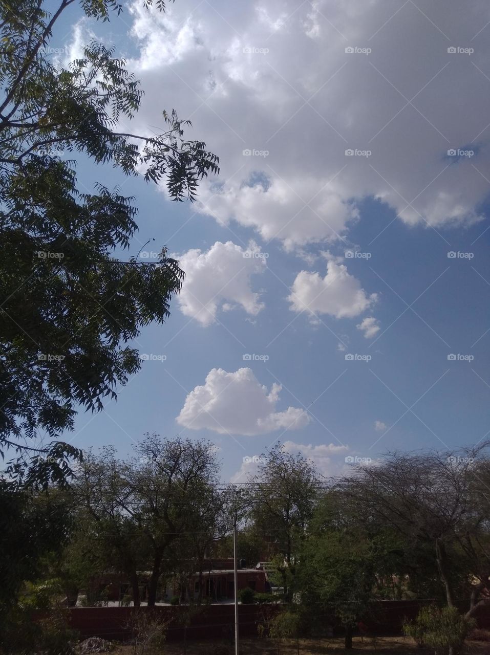 a shiney day white clouds whites shining slightly blue sky green leaves dark tree clouds scattered