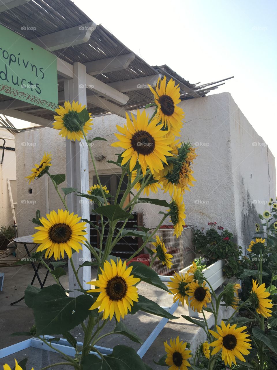 Sunflowers santorini 