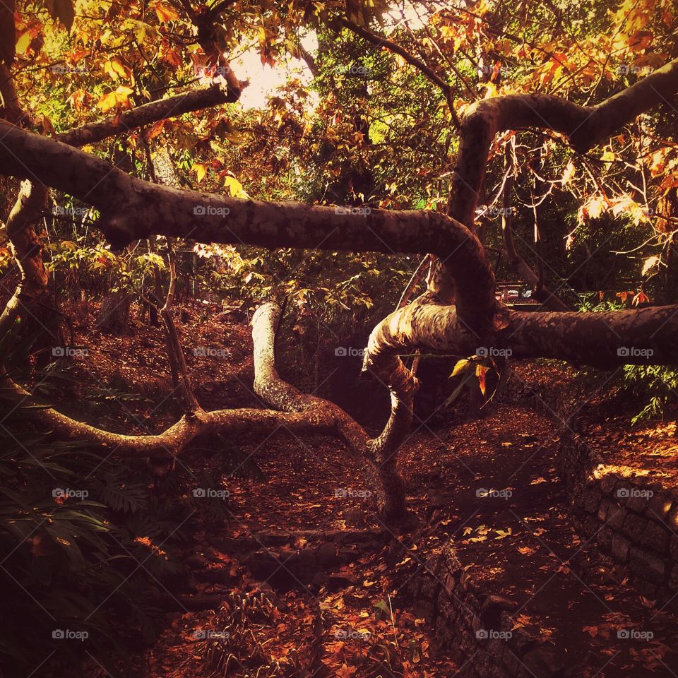 Griffith Park gnarly tree. 