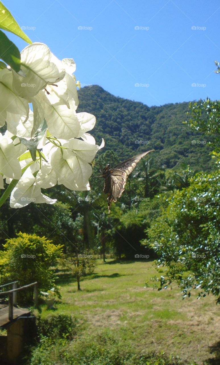 PLANT, GARDEN, LEAVES, FLOWERS, ENVIRONMENT.