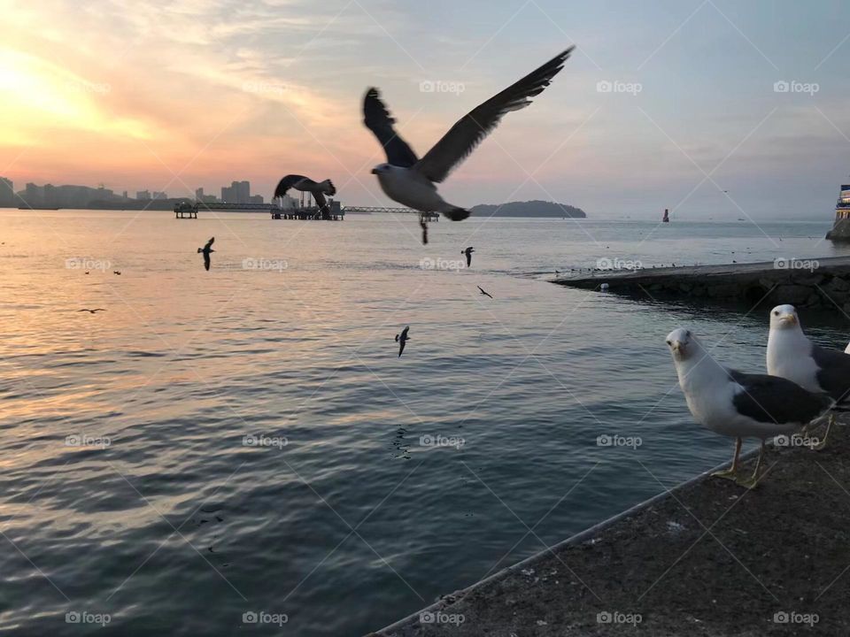 Seagulls in the sunset