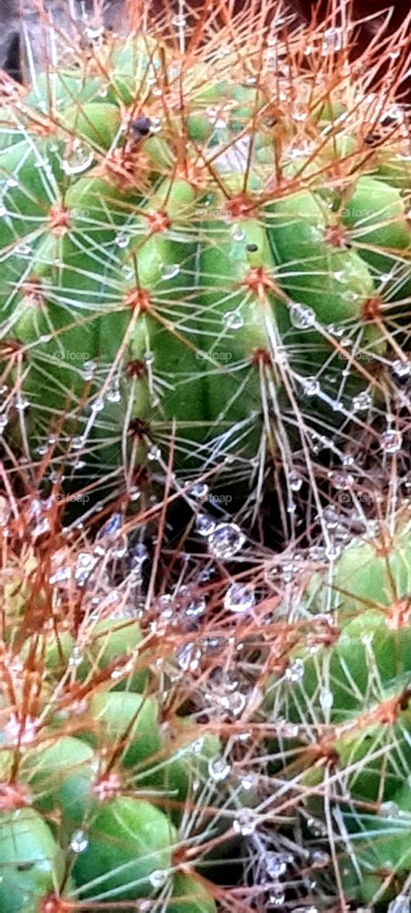 Dizem que Cactus não gosta de àgua, o meu adora 😊