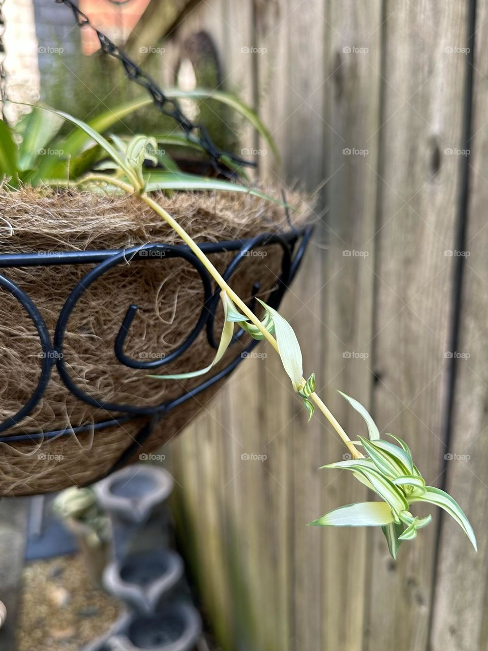 Spider plant in hanging basket outdoors propagating backyard gardening patio plants summer hobby