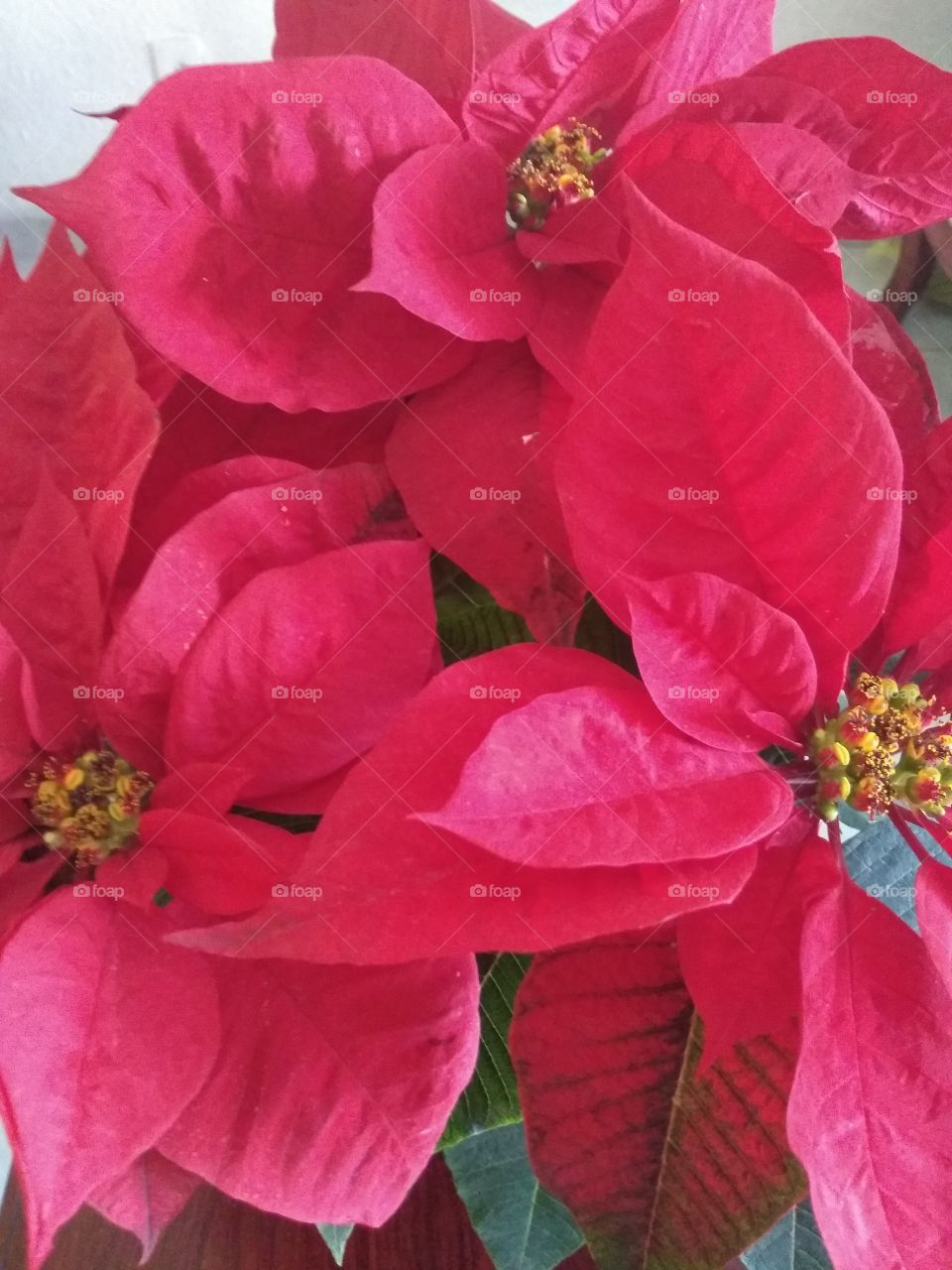bellas flores de Nochebuena.
