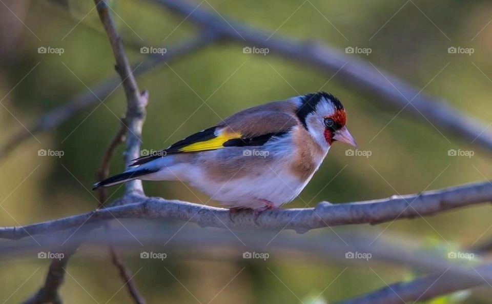 A bird does not sing because it has an answer, it sings because it has a song.