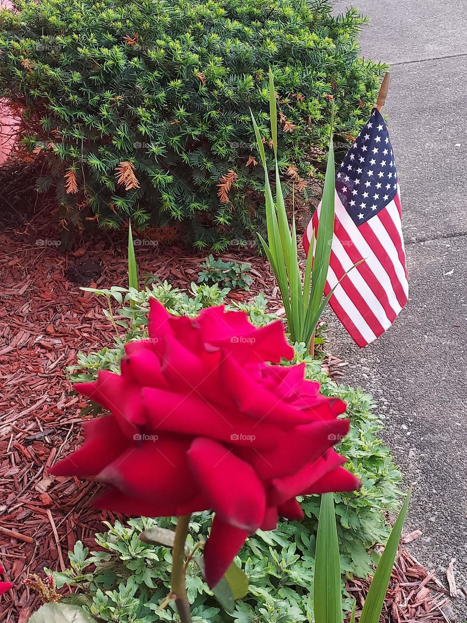 Big red rose beside the American flag
