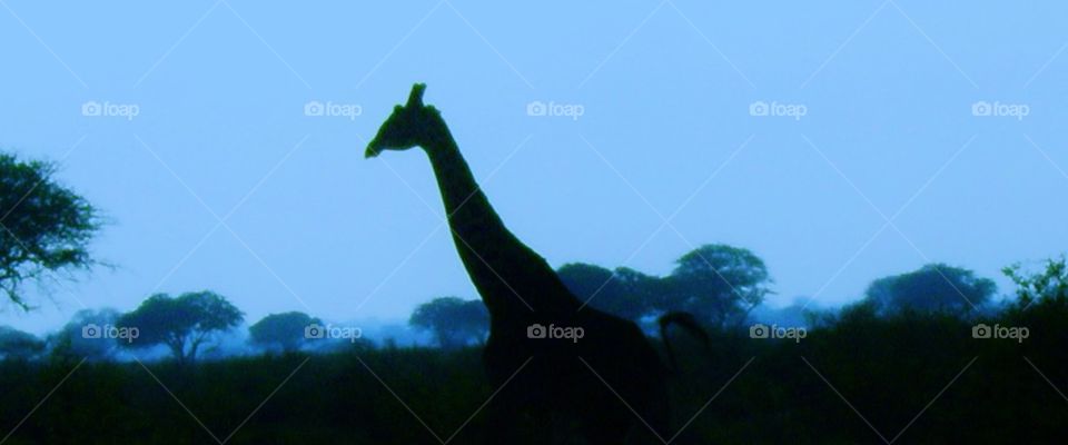 Giraffe at Dawn