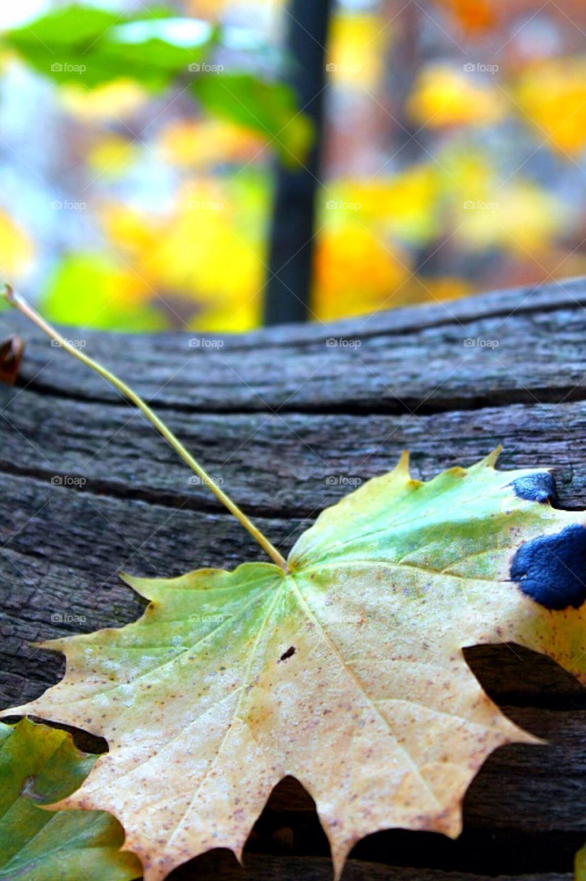 Autumn. A single leaf with strong autumn colors 