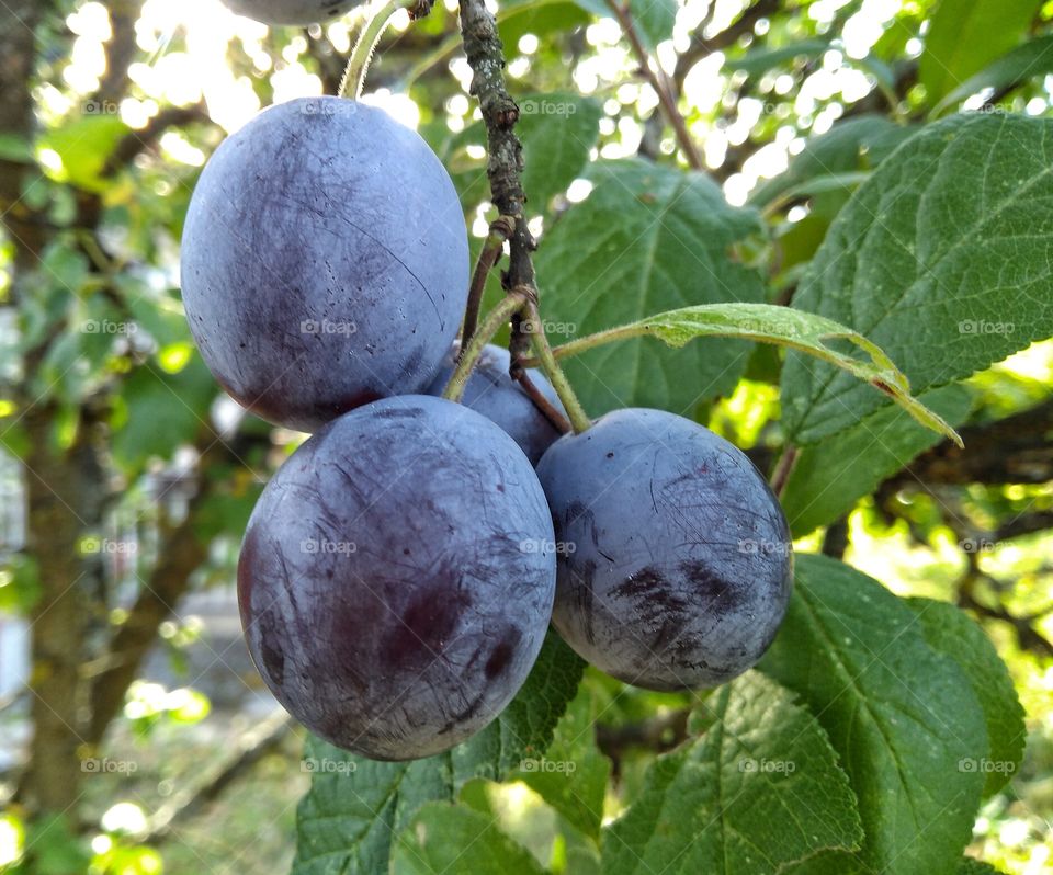 Autumn in the garden