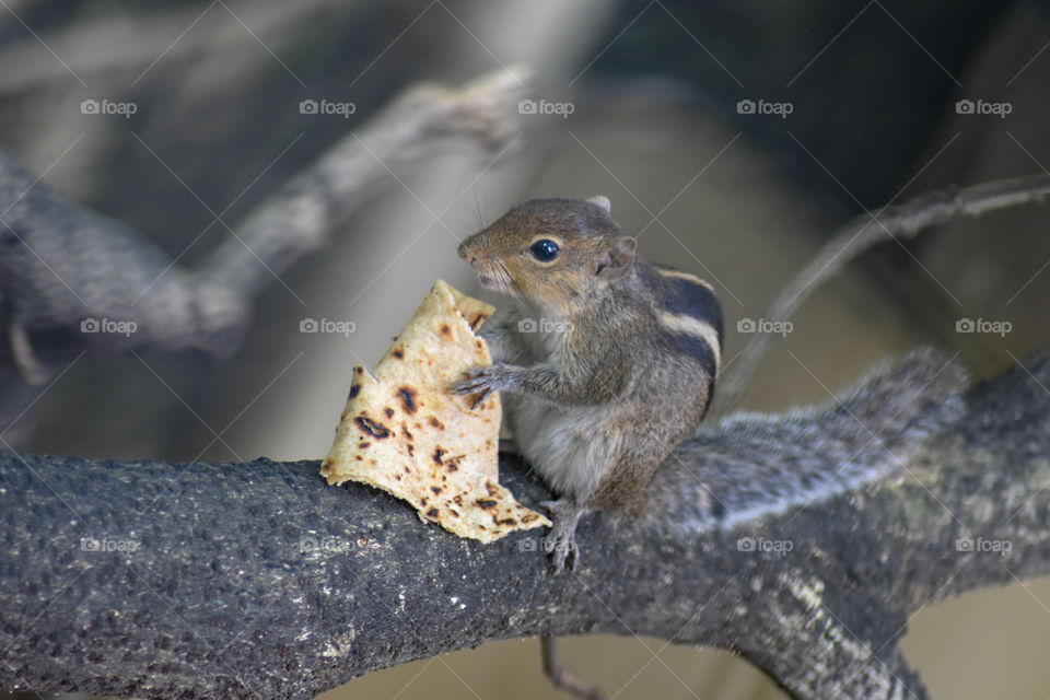 Indian Palm Squirrel from Gandhinagar Vikhroli Mumbai India
