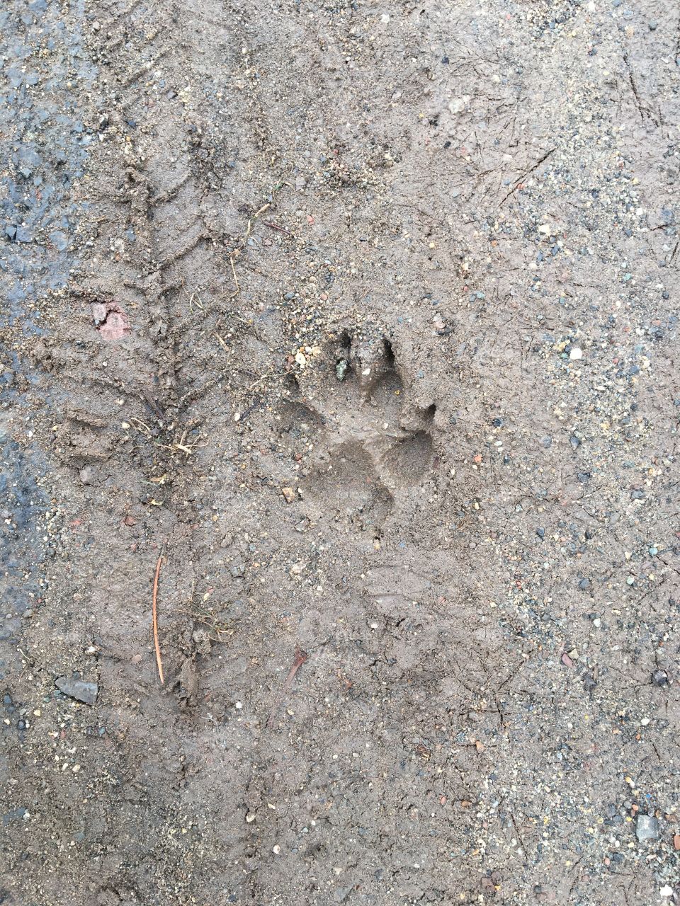 Dog track in mud