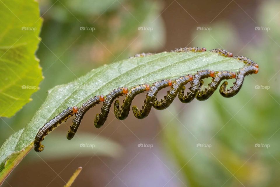 Willow Sawfly larvae (Genus Nematus) strategically arrange themselves along the perimeter of a single Smooth Alder leaf to efficiently consume it.