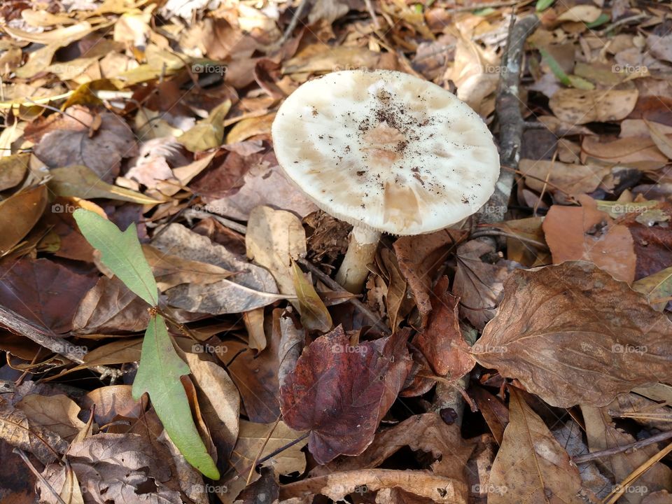 Fall, Nature, Wood, Fungus, Ground