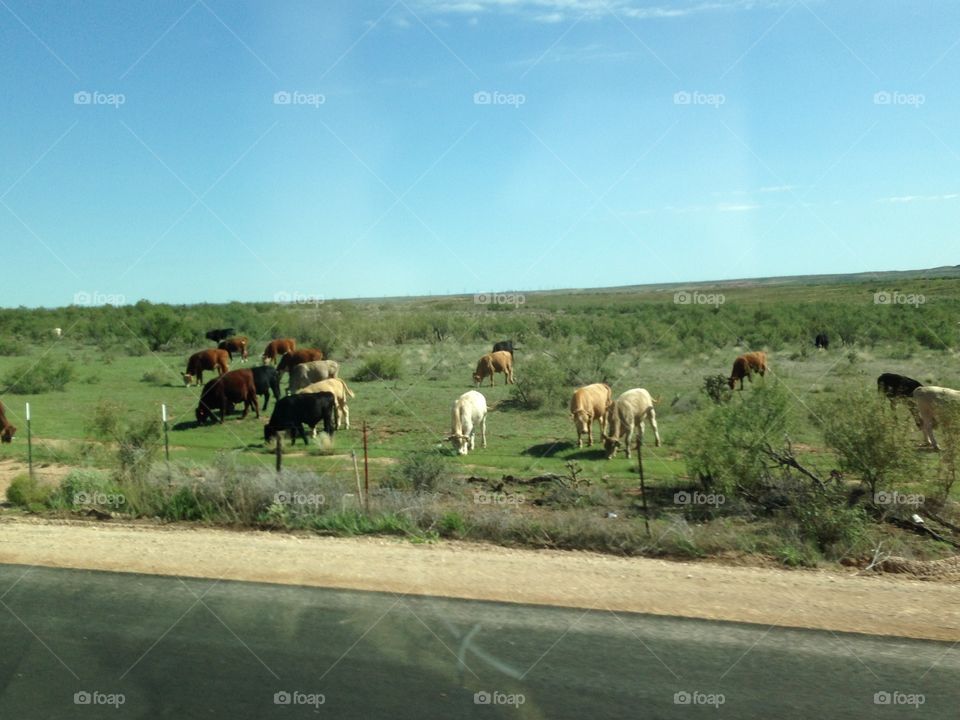 Texas cattle