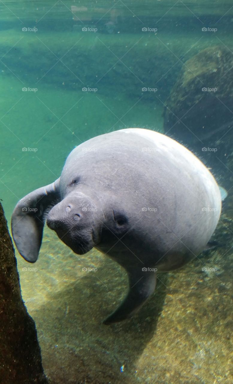 Manatee swimming under sea
