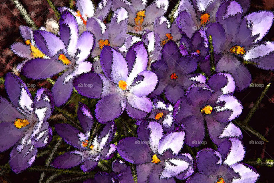 Purple crocus.