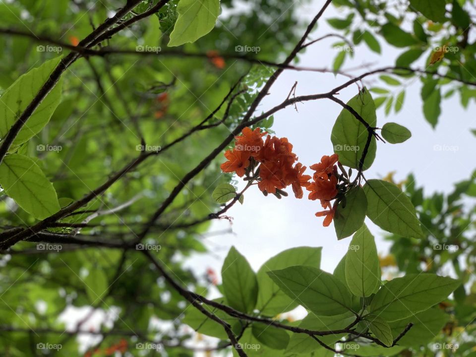 Natural line natural rain and natural color number two