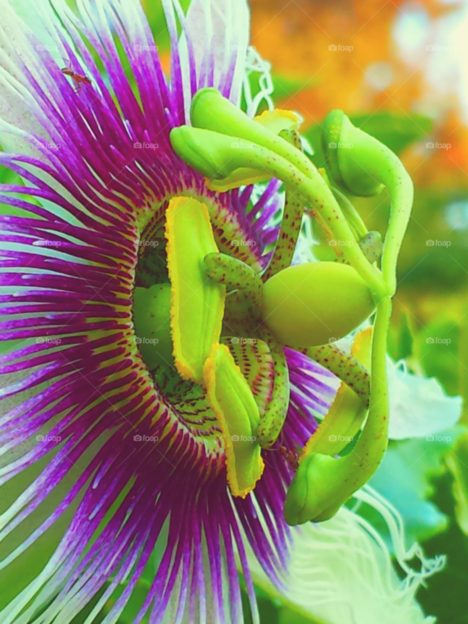 "Pink Passion Flower"