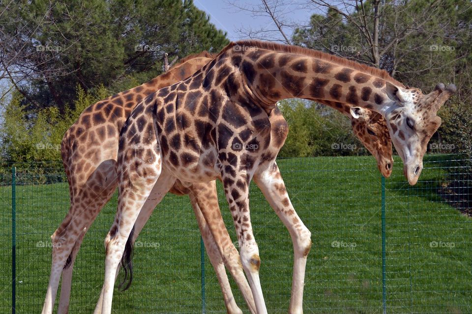 due giraffe in lotta tra di loro