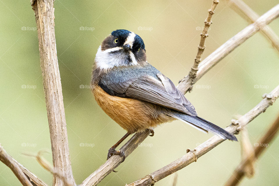 Bird-ID - Burmese Tit (Myanmar Endemic Bird) 