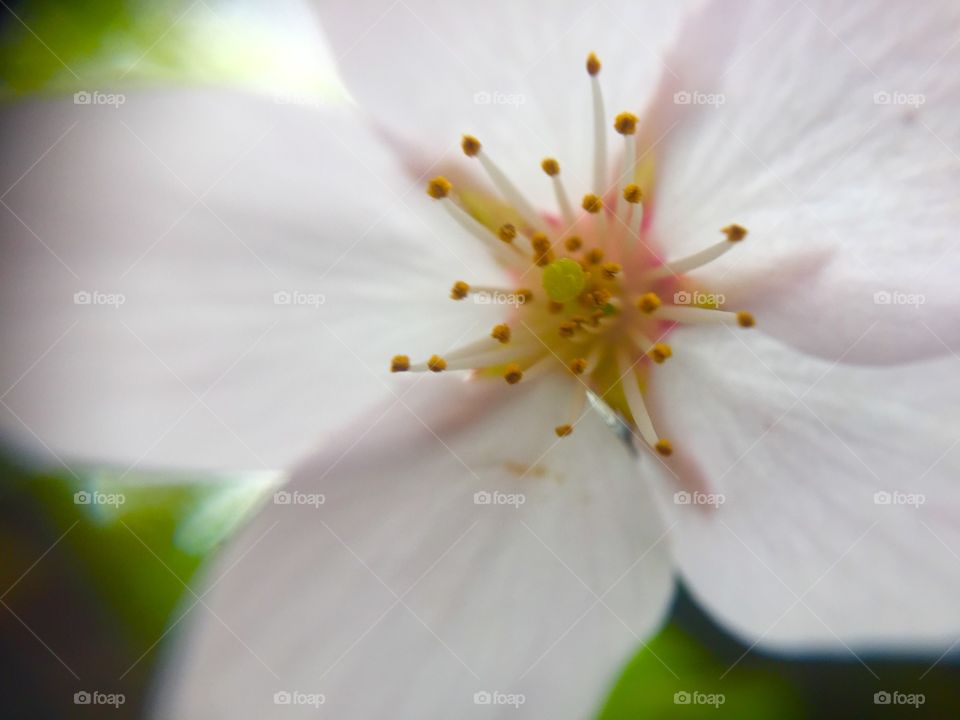 cherry blossom