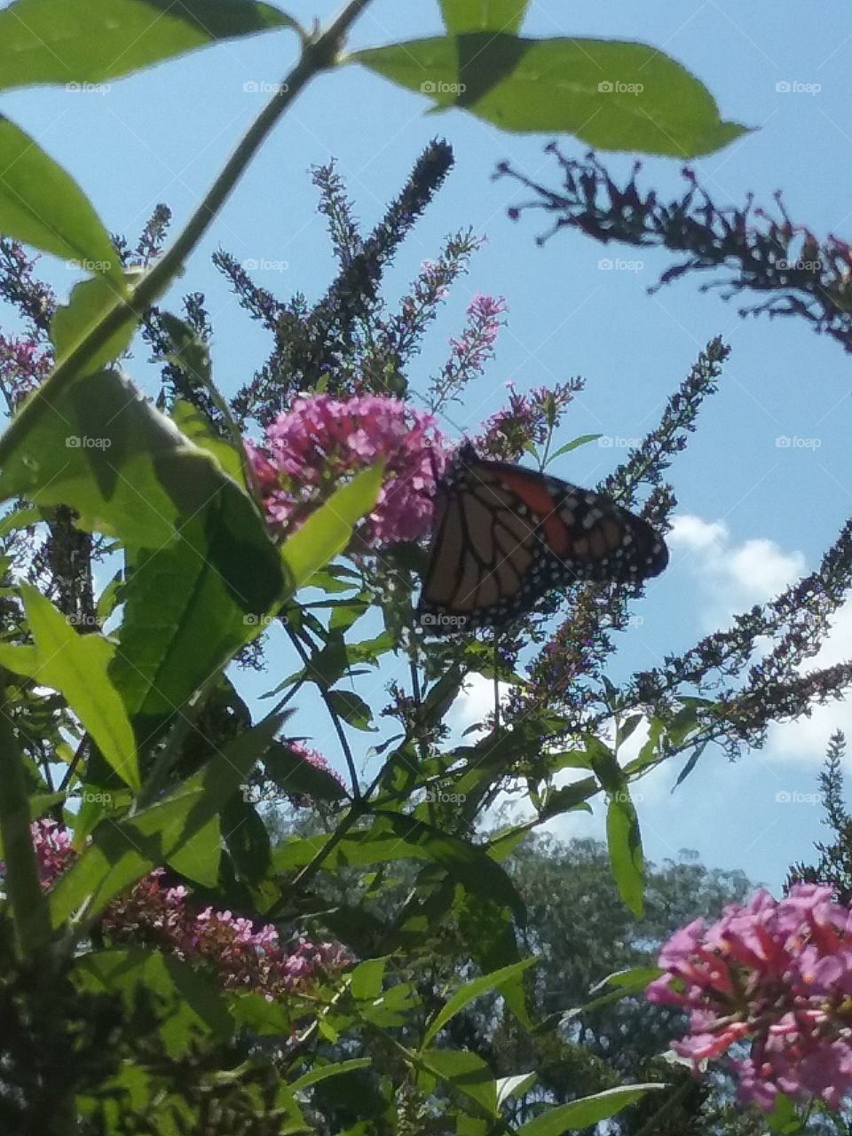 The butterfly Bush