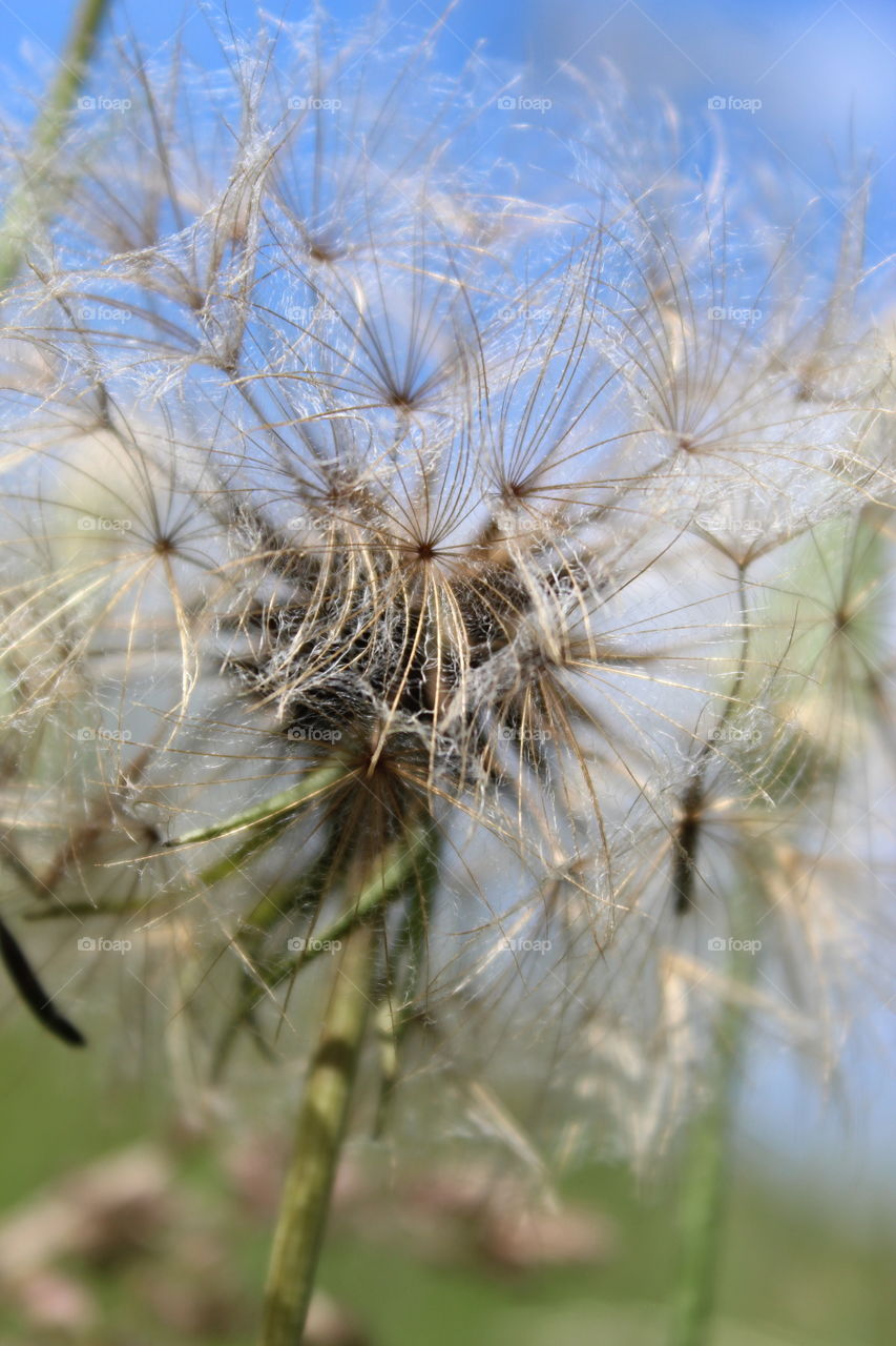 Dandelion