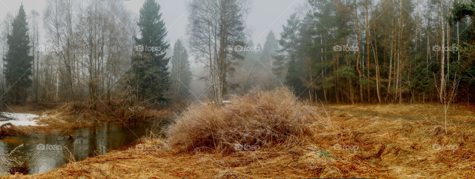 Misty morning in a spring forest with river