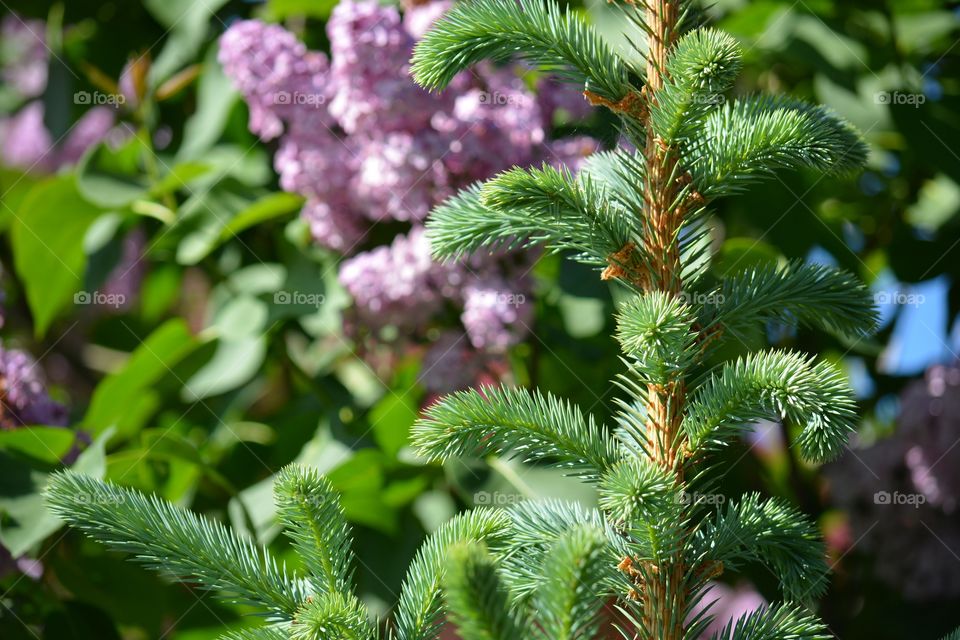 Tree, Nature, No Person, Flora, Leaf