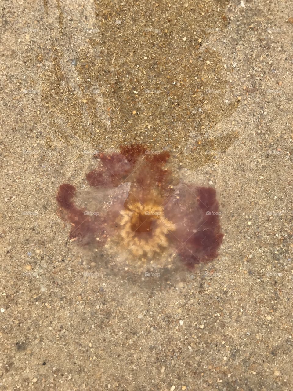 Jellyfish 