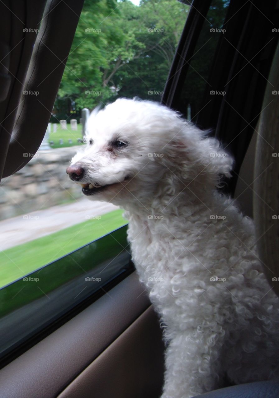 Poodle Mickey, smiling, as he rides in car🐾