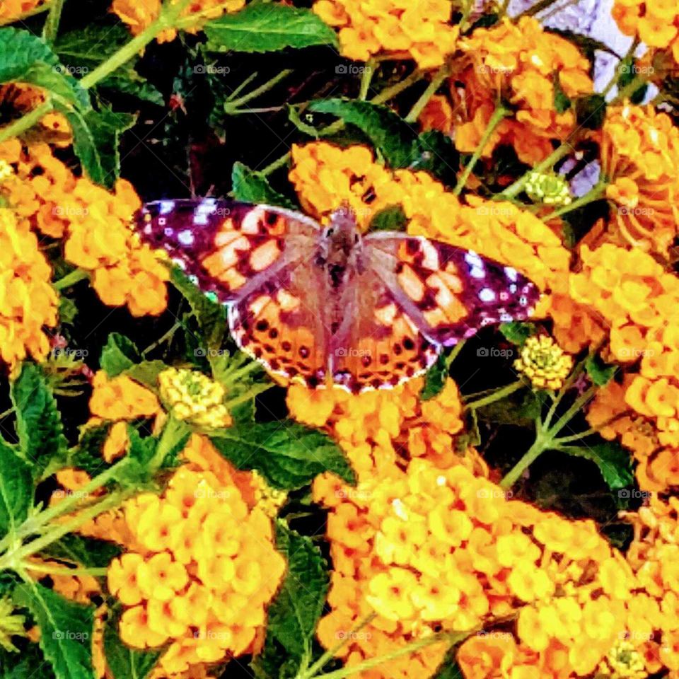 Butterfly Blessings