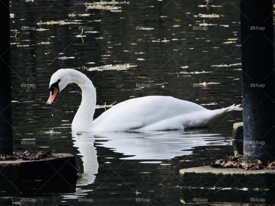 Beautiful Swan 