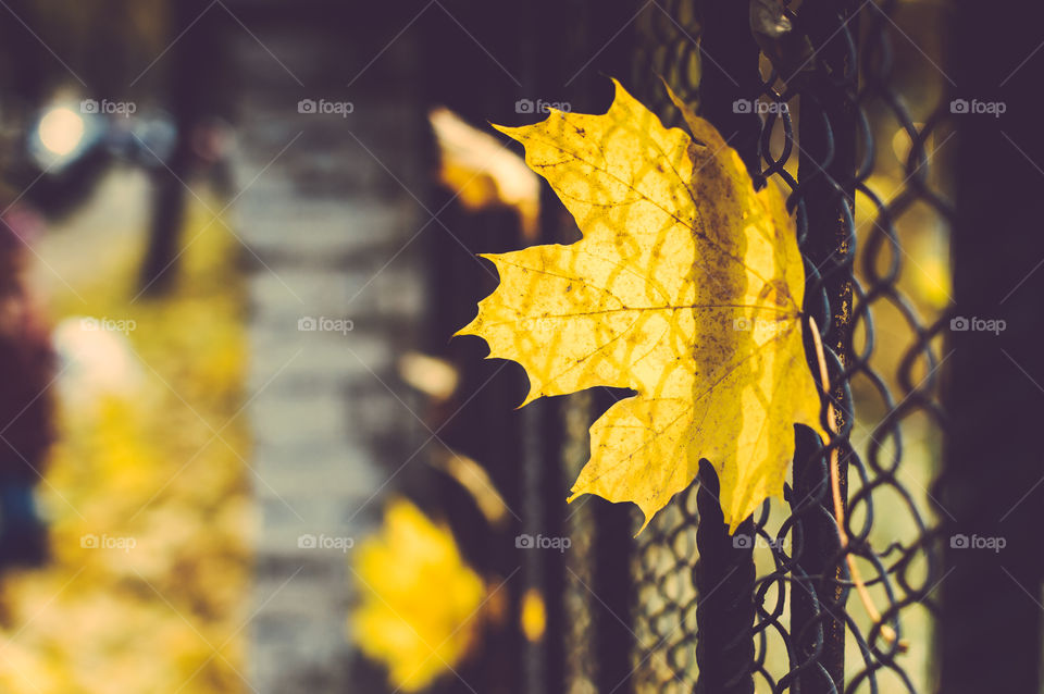 Yellow leaf