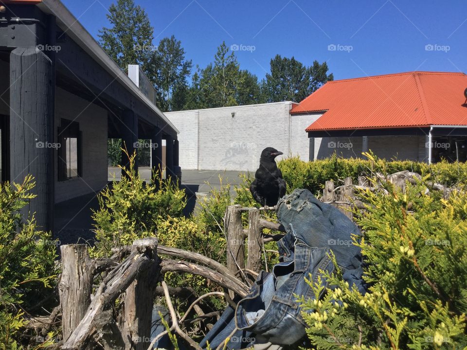 The Crow that got up and close with me