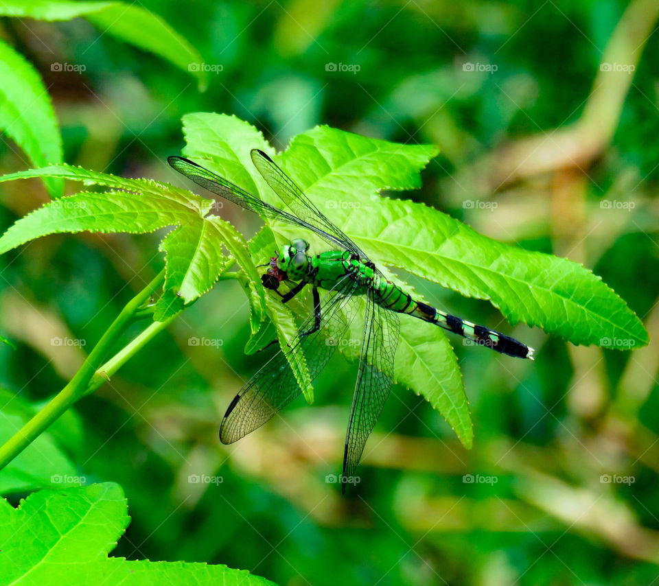 Dragonfly