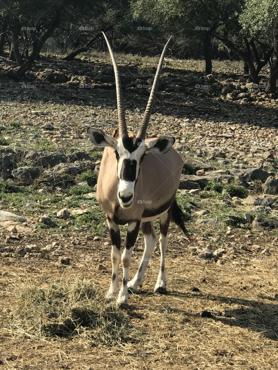 Natural Bridge Wildlife Ranch in San Antonio, TX
