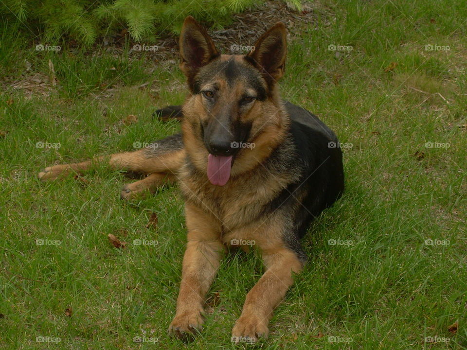 German Shepherd