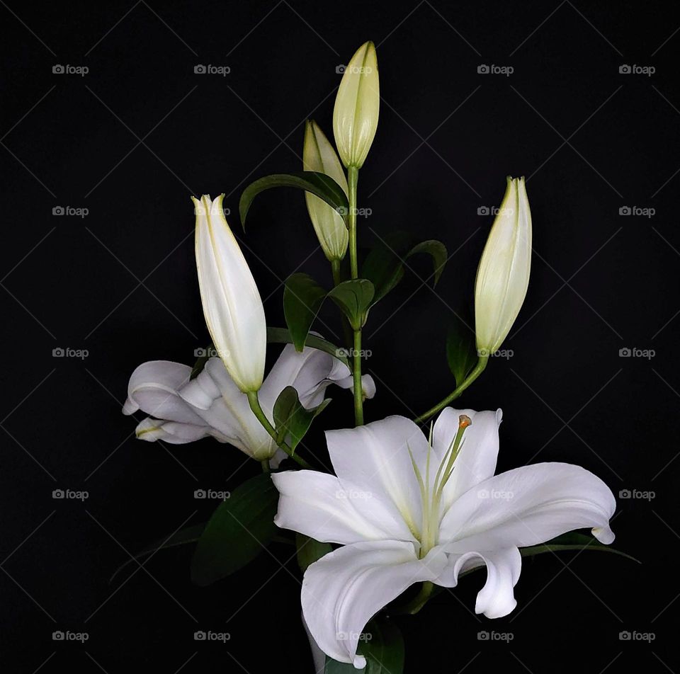 White lily 🤍 🤍