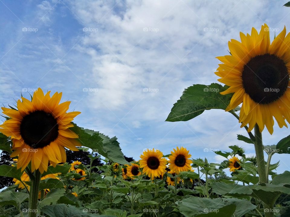 sunflowers