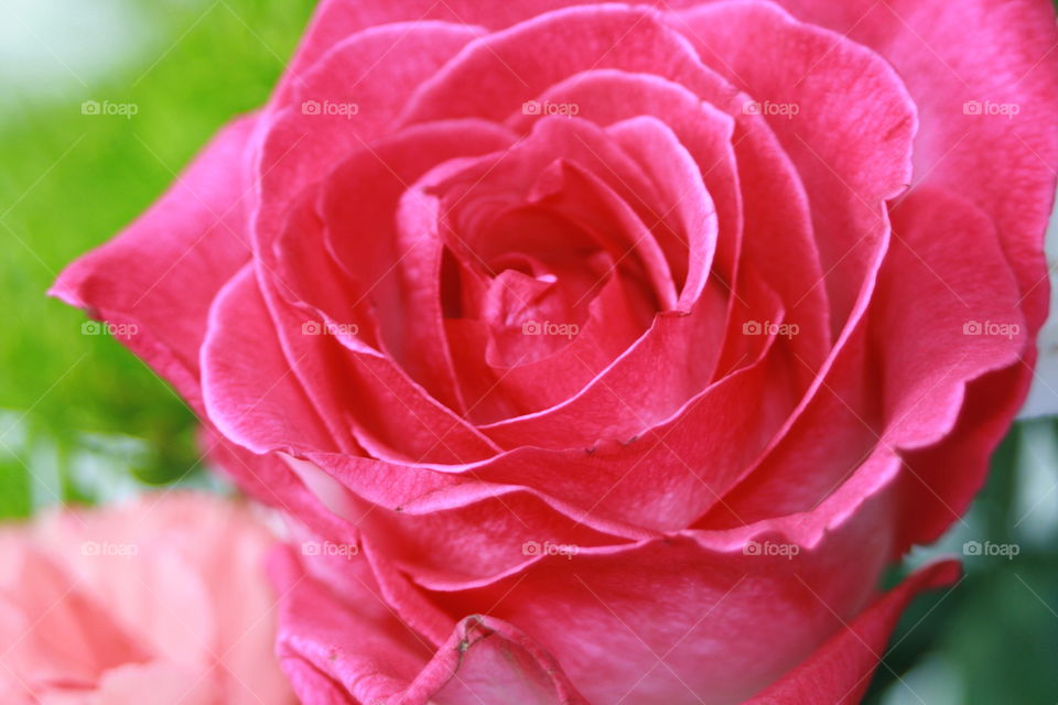 Pink Rose