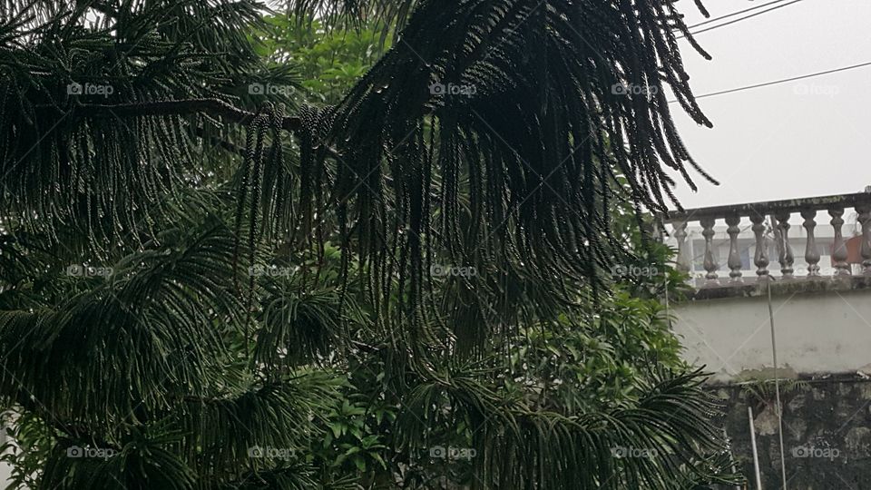 Palm tree in rain