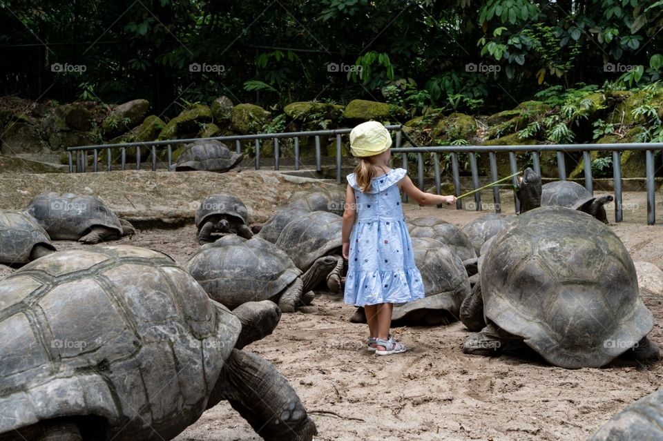 My daughter is feeding some tortoise