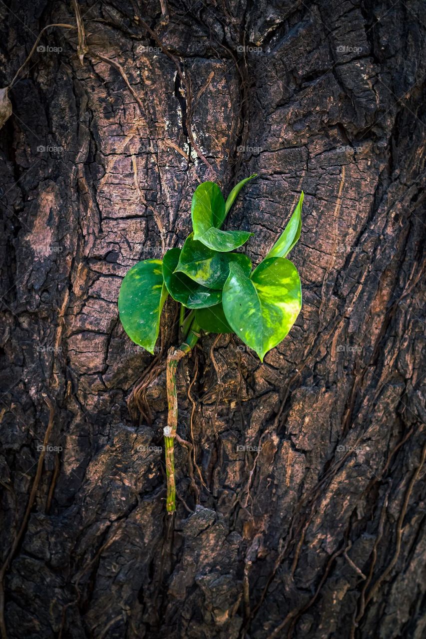 nature , devil's ivy plants